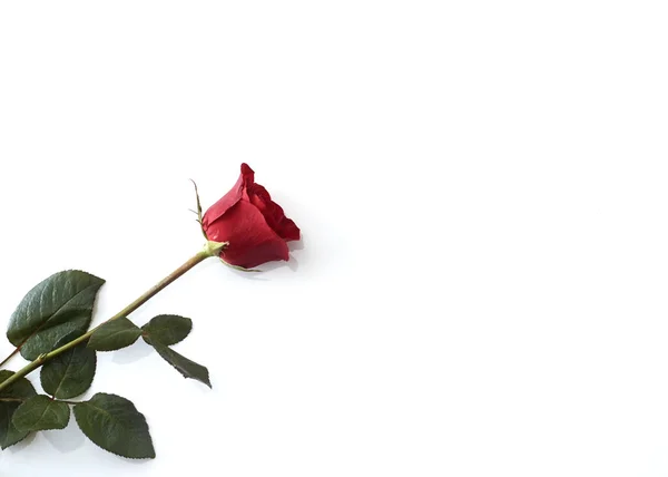 Único Rosa Vermelha Bonita Isolada Fundo Branco Imagem Conceito Amor — Fotografia de Stock