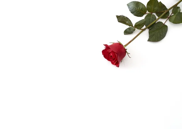 Singola Bella Rosa Rossa Isolata Sfondo Bianco Love Concept Image — Foto Stock