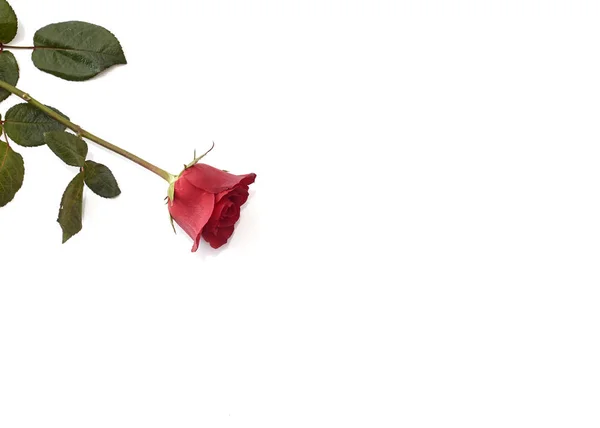 Único Rosa Vermelha Bonita Isolada Fundo Branco Imagem Conceito Amor — Fotografia de Stock