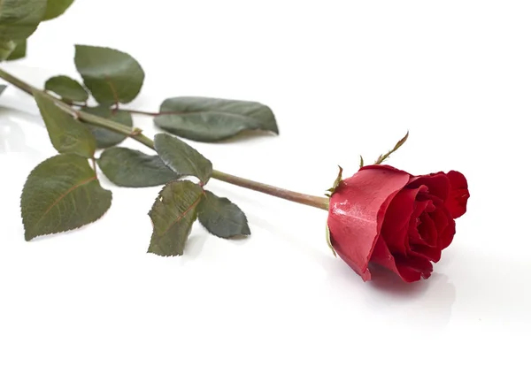 Jediné Krásné Červené Růže Izolovaných Bílém Pozadí Obrázek Pojem Láska — Stock fotografie