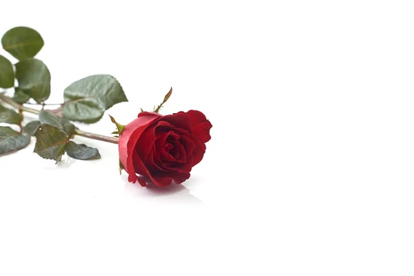 Одинокая Красивая Красная Роза Изолирована Белом Фоне Изображение Концепции Любви — стоковое фото