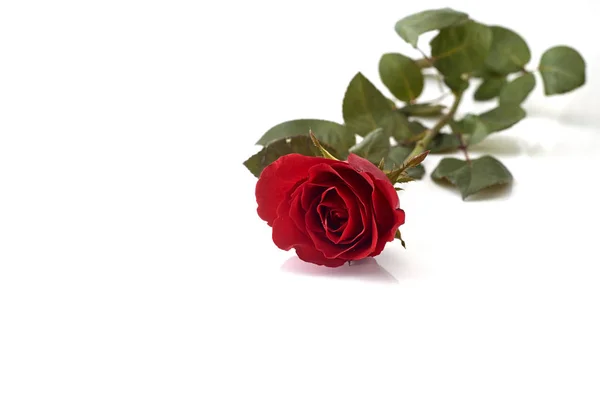 Hermosa Rosa Roja Aislada Sobre Fondo Blanco Imagen Concepto Amor — Foto de Stock