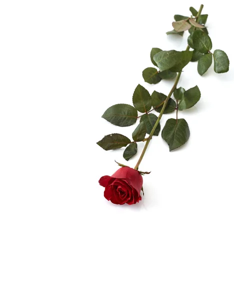 Hermosa Rosa Roja Aislada Sobre Fondo Blanco Imagen Concepto Amor — Foto de Stock