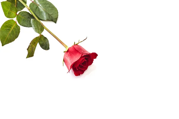 Tek Güzel Kırmızı Gül Beyaz Arka Plan Üzerinde Aşk Kavramı — Stok fotoğraf