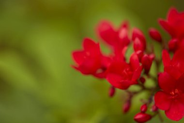 Tayland açık bahçe içinde güzel kırmızı çiçekler