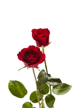 Beyaz arka plan, aşk ve evlilik kavramı, tasarım için boş alan iki kırmızı gül