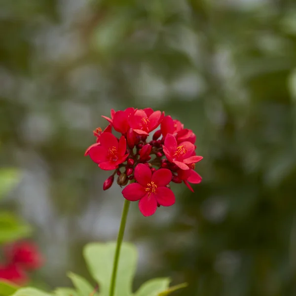 Красивые Красные Цветы Открытом Саду Таиланде — стоковое фото
