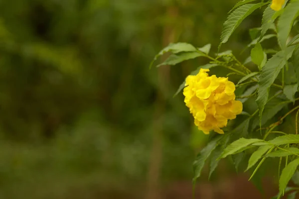 黄色の鐘トランペット花学名は Tecoma スタンス 屋外庭園 朝の光 自然の美の概念 — ストック写真