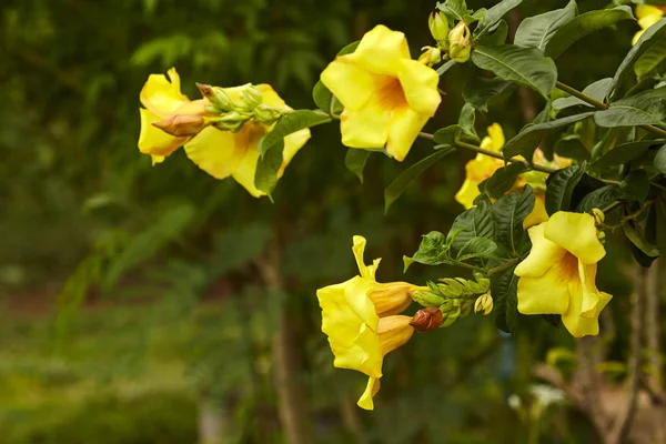 Allamanda Cathartica Sobre Hojas Verdes Fondo Borroso Flor Amarilla Concepto — Foto de Stock