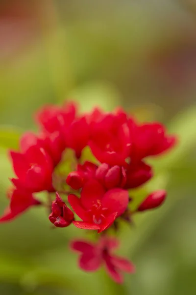 Hermosas Flores Rojas Jardín Aire Libre Tailandia — Foto de Stock