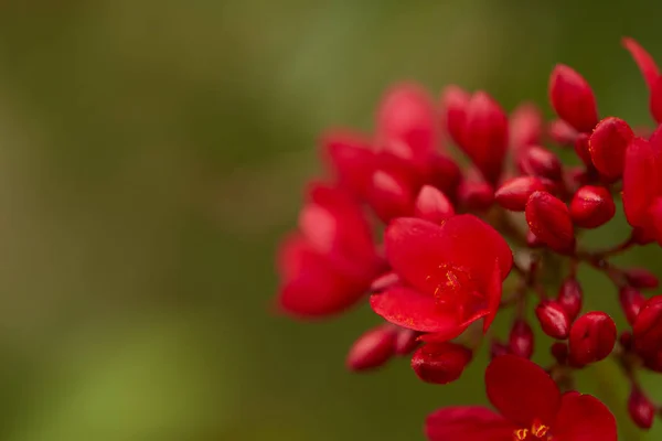 Красивые Красные Цветы Открытом Саду Таиланде — стоковое фото