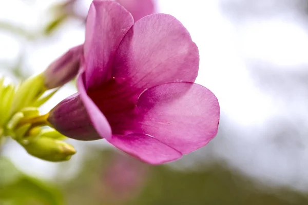 美丽的紫色阿拉曼达在户外花园 自然之美的概念 — 图库照片