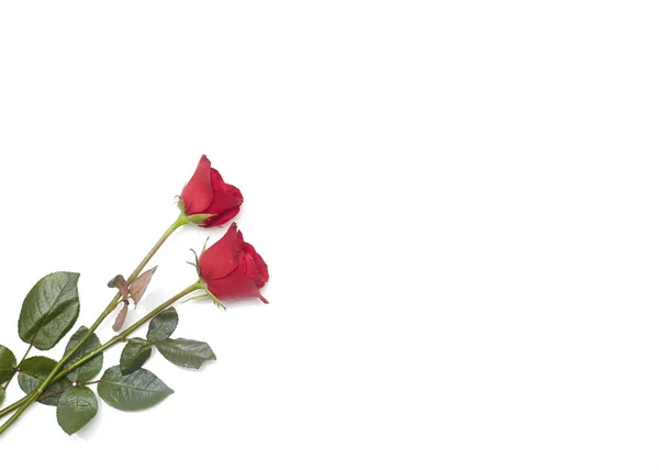 Dos Rosas Rojas Sobre Fondo Blanco Concepto Amor Matrimonio Espacio — Foto de Stock