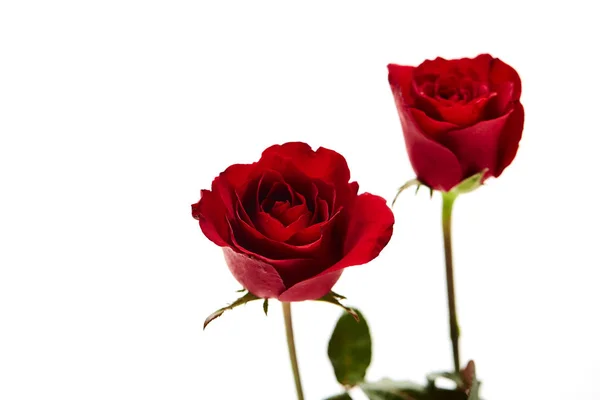 Dos Rosas Rojas Sobre Fondo Blanco Concepto Amor Matrimonio Espacio —  Fotos de Stock