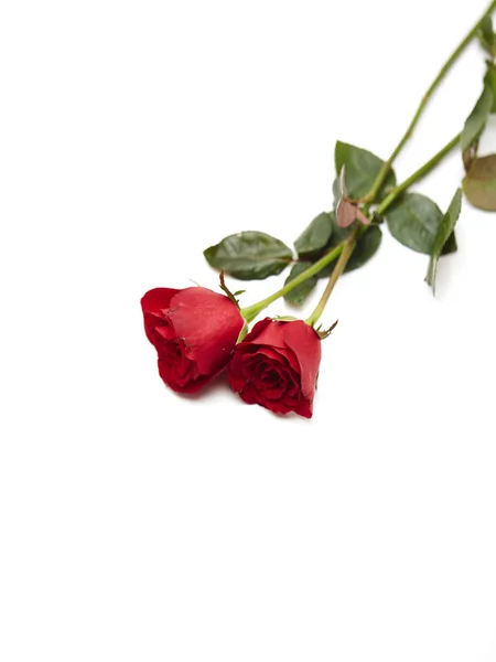 Дві Червоні Троянди Білому Тлі Концепція Кохання Шлюбу Порожній Простір — стокове фото