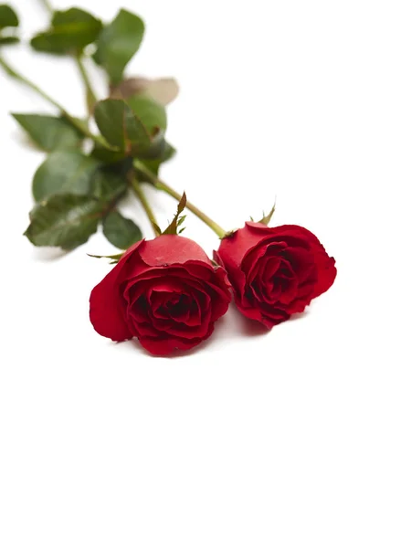 Dois Vermelho Subiu Fundo Branco Amor Conceito Casamento Espaço Vazio — Fotografia de Stock