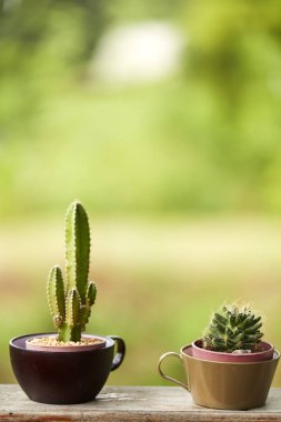 Kaktüs bulanık Bahçe Manzaralı evin içinde ön mable masada beyaz plastik tencerede dokulu arka plan