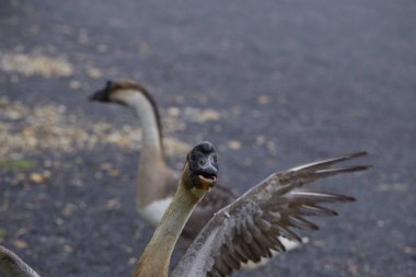 yeşil çim kaz yetiştiriciliği ve ekolojik sağlıklı et ve tüy üretim kavramı üzerinde duran kaz.