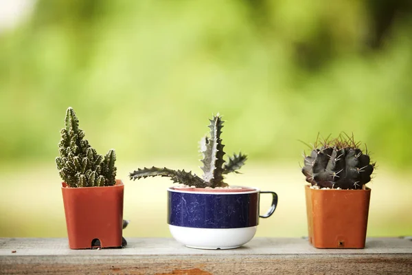 Kaktus Dalam Pot Plastik Putih Meja Mable Depan Rumah Dengan — Stok Foto