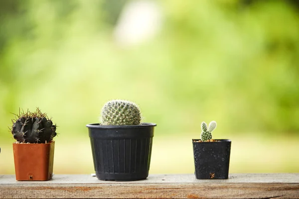 Kaktus Dalam Pot Plastik Putih Meja Mable Depan Rumah Dengan — Stok Foto