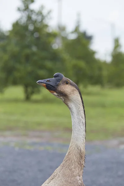 Goose Standing Green Grass Geese Breeding Ecological Healthy Meat Feather — Stock Photo, Image