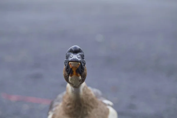 Goose Standing Green Grass Geese Breeding Ecological Healthy Meat Feather — Stock Photo, Image