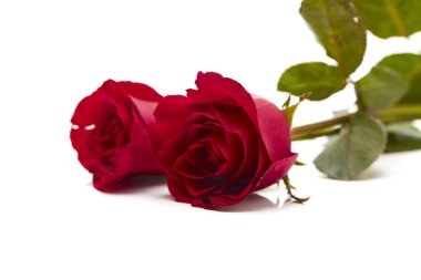 Beyaz arka plan, aşk ve evlilik kavramı, tasarım için boş alan iki kırmızı gül