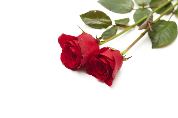 Дві Червоні Троянди Білому Тлі Концепція Кохання Шлюбу Порожній Простір — стокове фото