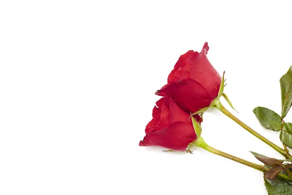 Dvě Červené Růže Bílém Pozadí Láska Manželství Koncepce Prázdný Prostor — Stock fotografie