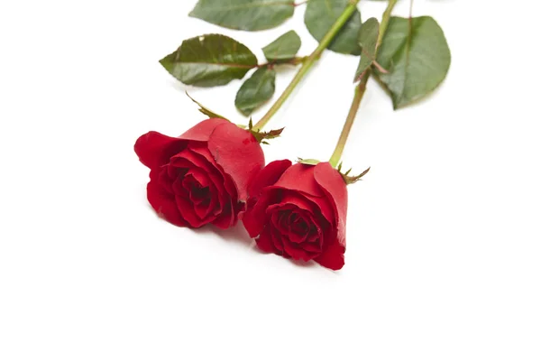 Dois Vermelho Subiu Fundo Branco Amor Conceito Casamento Espaço Vazio — Fotografia de Stock