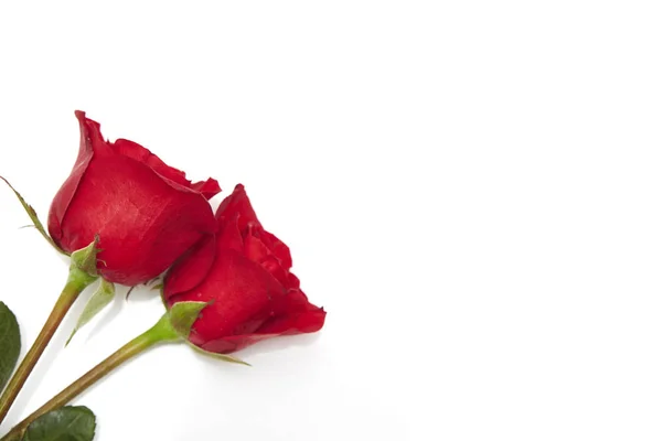 Dois Vermelho Subiu Fundo Branco Amor Conceito Casamento Espaço Vazio — Fotografia de Stock