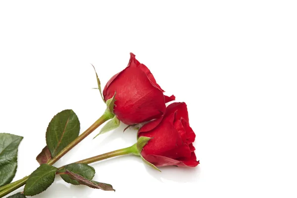 Dos Rosas Rojas Sobre Fondo Blanco Concepto Amor Matrimonio Espacio — Foto de Stock