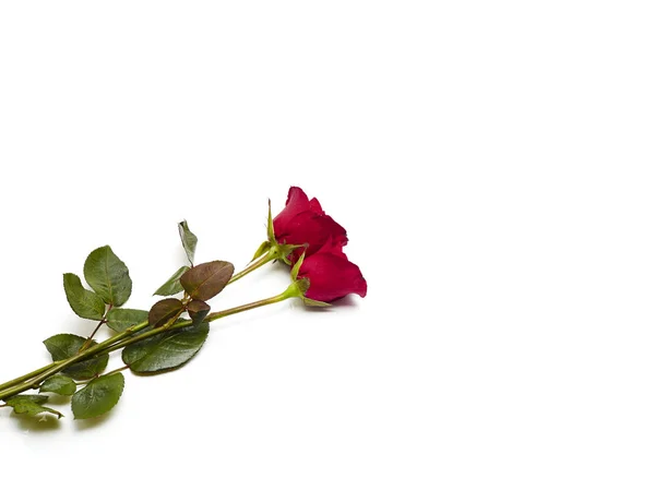 Dois Vermelho Subiu Fundo Branco Amor Conceito Casamento Espaço Vazio — Fotografia de Stock