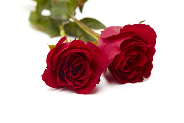 Two red rose on white background, Love and marriage concept, empty space for design