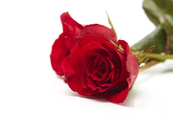 Deux Roses Rouges Sur Fond Blanc Concept Amour Mariage Espace Images De Stock Libres De Droits