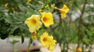 Altın trompet, Allamanda Cathartica