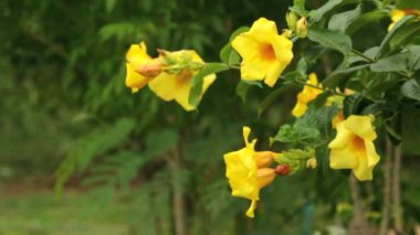 Altın trompet, Allamanda Cathartica