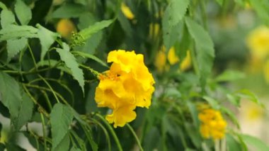Altın trompet, Allamanda Cathartica