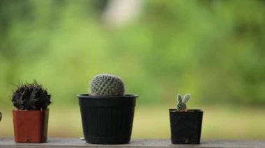 Etli Pot bitki koleksiyonu