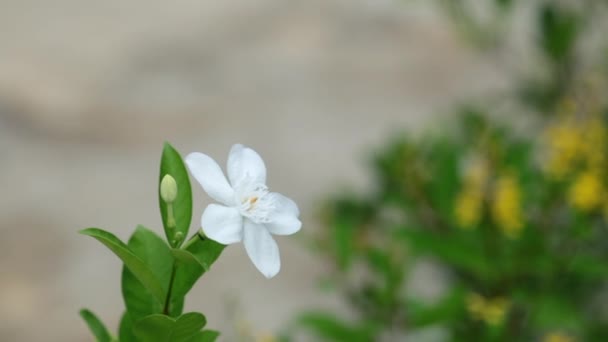 北極の雪の花白い花 — ストック動画