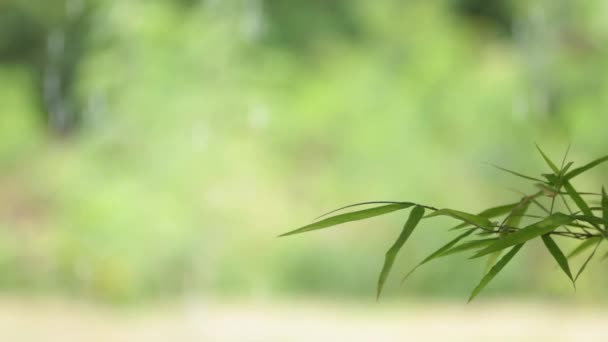 Folhas Bambu Com Retroiluminação Luz Solar — Vídeo de Stock