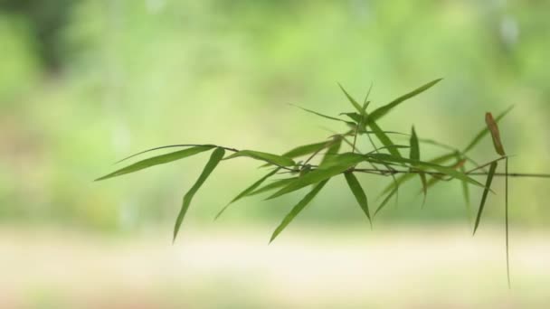 日光からバックライトと竹を葉します — ストック動画