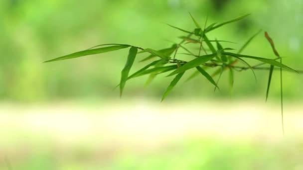 Folhas Bambu Com Retroiluminação Luz Solar — Vídeo de Stock