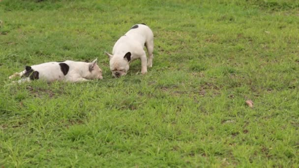 Bulldogs Franceses Divierten Parque — Vídeo de stock