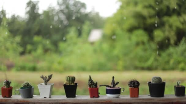 Collection Plantes Pot Succulentes — Video