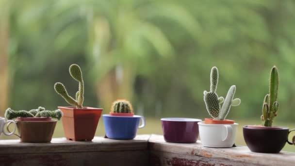 Collection Plantes Pot Succulentes — Video