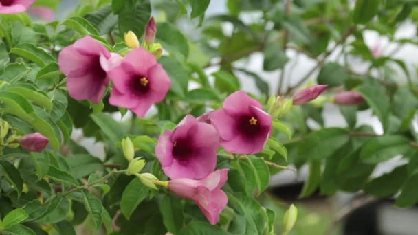 Fermer Violet Bignonia Fleurs Dans Nature — Video