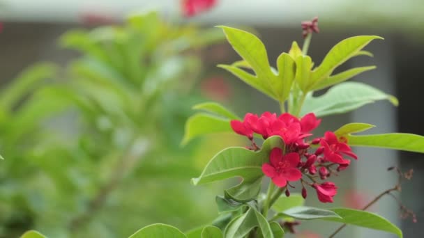 Flor Roja Jardín — Vídeo de stock