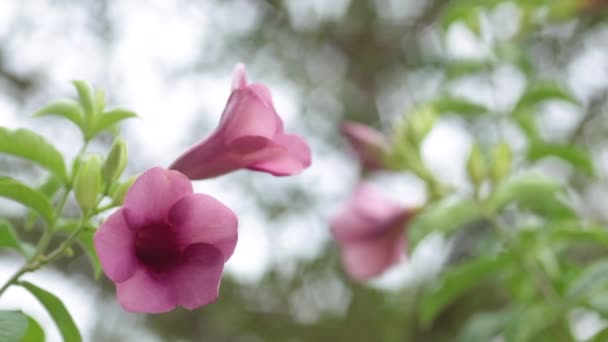 Primer Plano Purple Bignonia Flores Naturaleza — Vídeo de stock