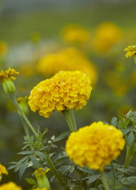 Bulanık bahar bahçe arka plan yere yakın çekim, sarı kadife çiçeği çiçek çiçek açan alan içinde